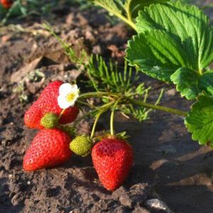 Клубника "МАРИГЕТ" ремонтантная (6 шт.)
