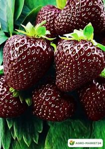 Клубника " ЧЕРНЫЙ ПРИНЦ" (6 шт.)