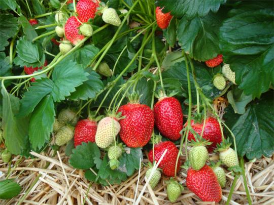 Клубника "АЗИЯ" (6 шт.)